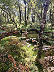 Autumnal Forest Sunlight in the Scottish Highlands